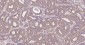RPS19 Recombinant Rabbit mAb